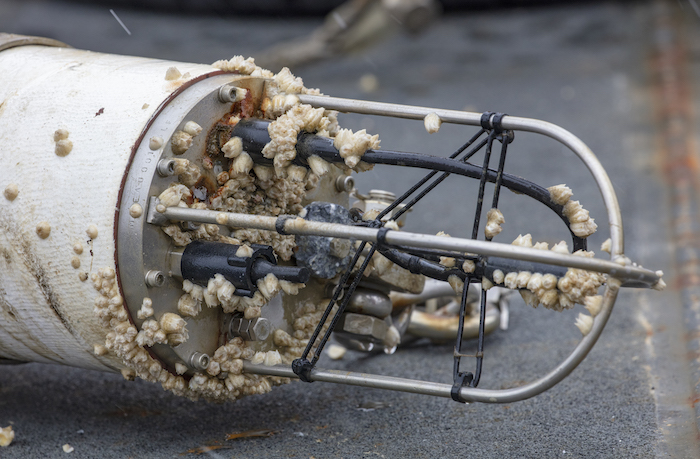 Figure 8. Barnacles growing on the casing of the hydrophone from the Chukchi Sea Ecosystem Observatory, which records the vocalizations of marine mammals and other underwater sounds. Photo courtesy of Roger Topp.