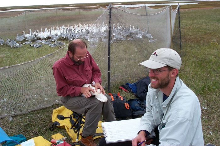 ABR has monitored Brant and Snow Goose productivity along the central Arctic Coastal Plain since 1992 for the North Slope Borough. Aerial surveys have been used to monitoring Snow Goose and Brant colonies. In most years since 2000, with the assistance of North Slope Borough staff and residents, brood-rearing/molting Snow Geese were captured for banding. Recapture return data have been an important contribution to flyway management. Photo courtesy of ABR, Inc.