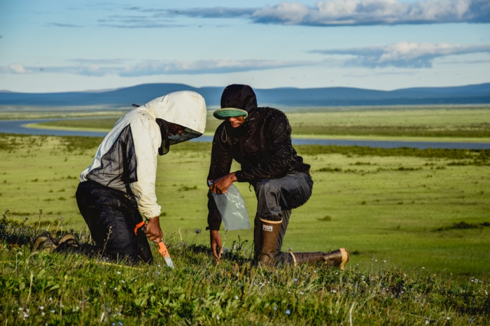 WHRC students of the Polaris program cut soil from the tundra’s surface for sampling. Photo: John Schade