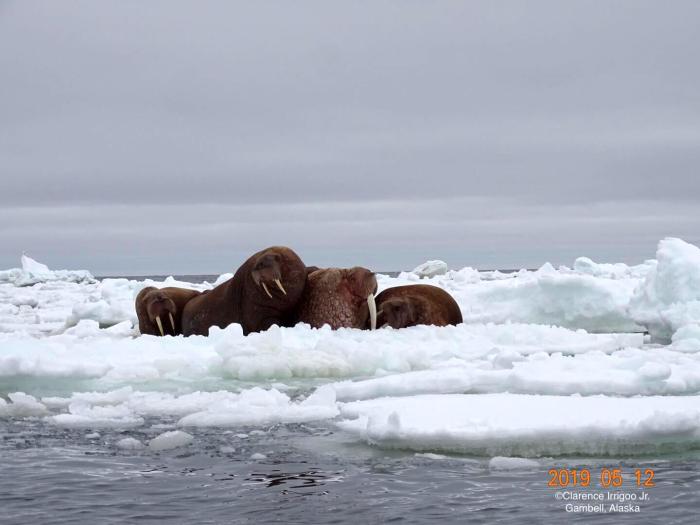 Sea ice and weather conditions in Gambell.