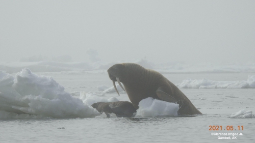 Walrus seen near Gambell.