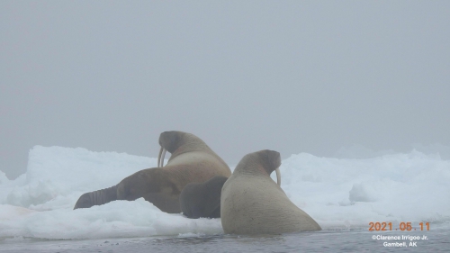 Walrus seen near Gambell.