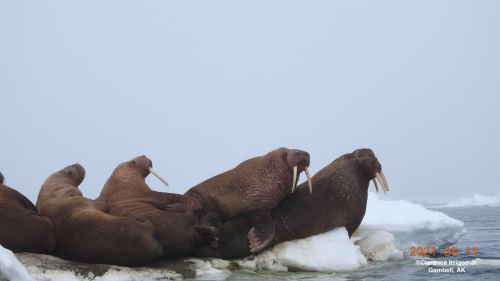 Walrus seen near Gambell.