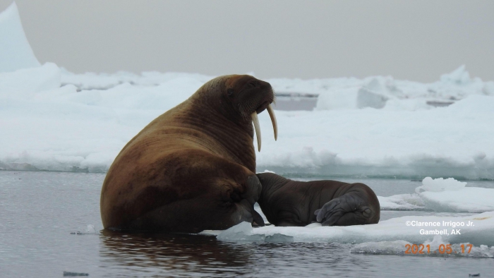 Walrus and nursing calf near Gambell.