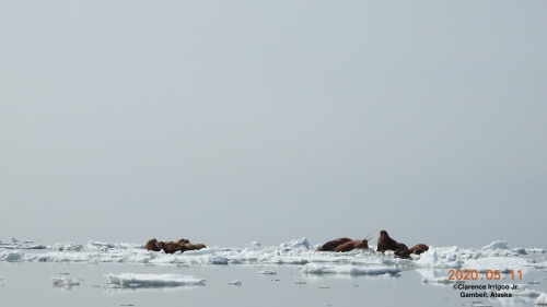 Walrus near Savoonga.