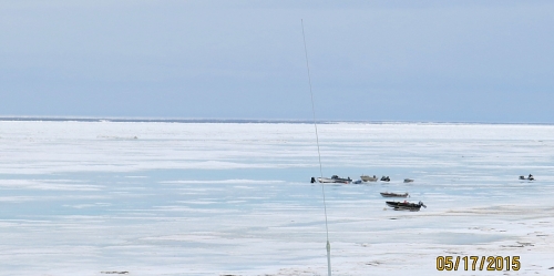 17 May 2015 - Shishmaref, photo courtesy of C. Nayokpuk