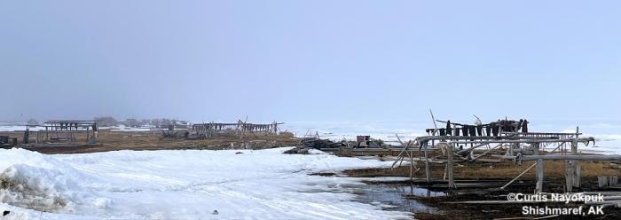 Oogruk drying in Shishmaref. Photo courtesy of Curtis Nayokpuk.