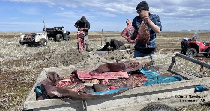 End of the hunting season in Shishmaref. Photos courtesy of Curtis Nayokpuk.