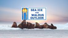 The Sea Ice for Walrus Outlook Releases Short Film to Celebrate its 15th Season